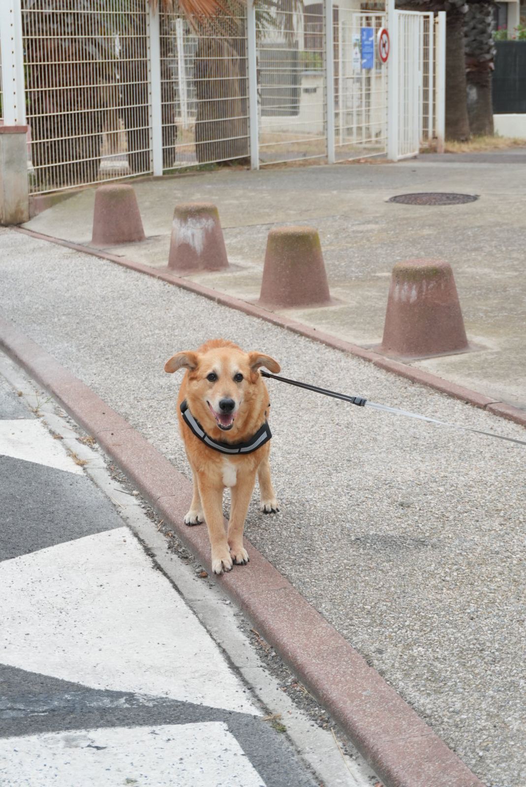 Chien en laisse sur un trottoir, oreilles levées