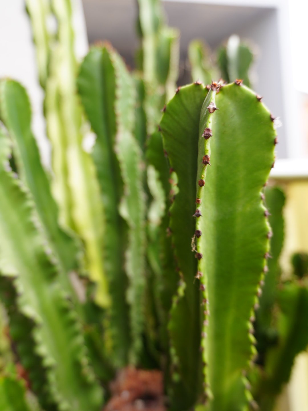Gros plan sur les tiges côtelées d'une euphorbe cactiforme en pot, épines brunes le long des arêtes, mise au point sur une tige au premier plan, arrière-plan flou intérieur.