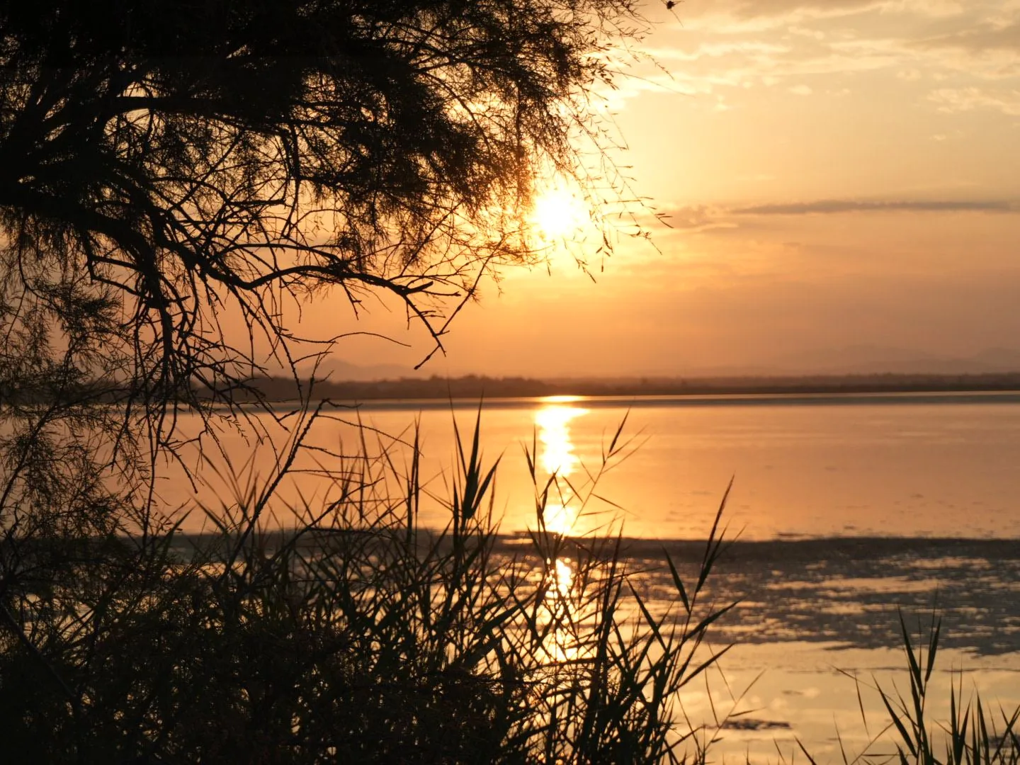 Coucher de soleil sur l’étang, silhouettes de tamaris
