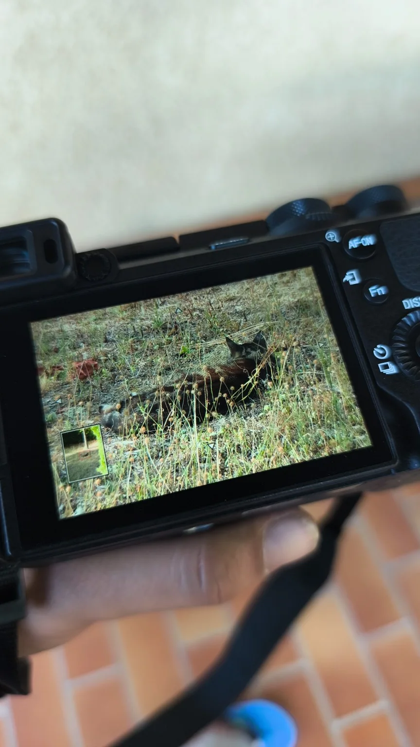 Écran d’un appareil photo montrant un chat photographié dans le Gard